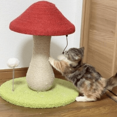 Arbre à Chat - MushroomCatTower™ - Chat Plaisir