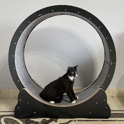 Roue Chat - KittyTread™ - Noir - Chat Plaisir
