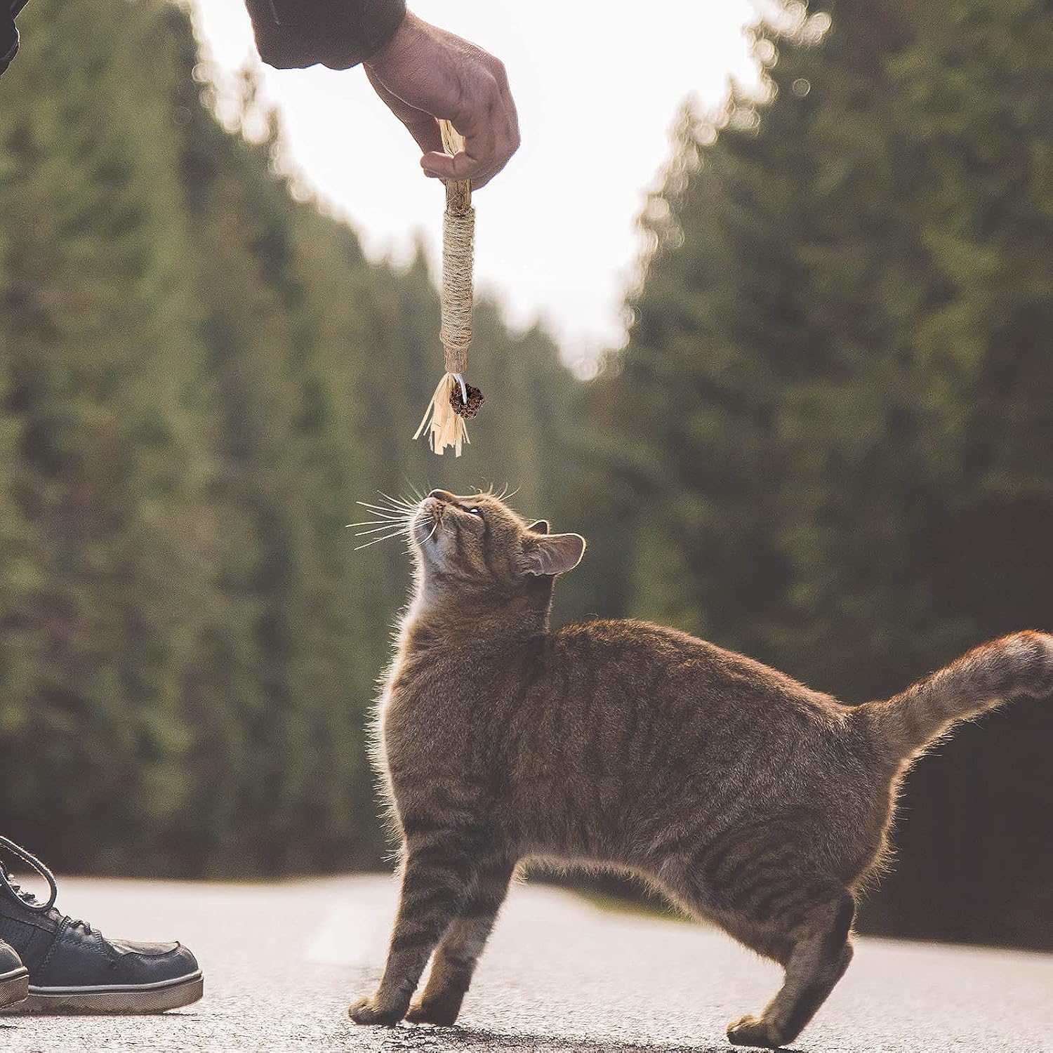 Bâton à mâcher pour chat - PurrStick™ - Chat Plaisir